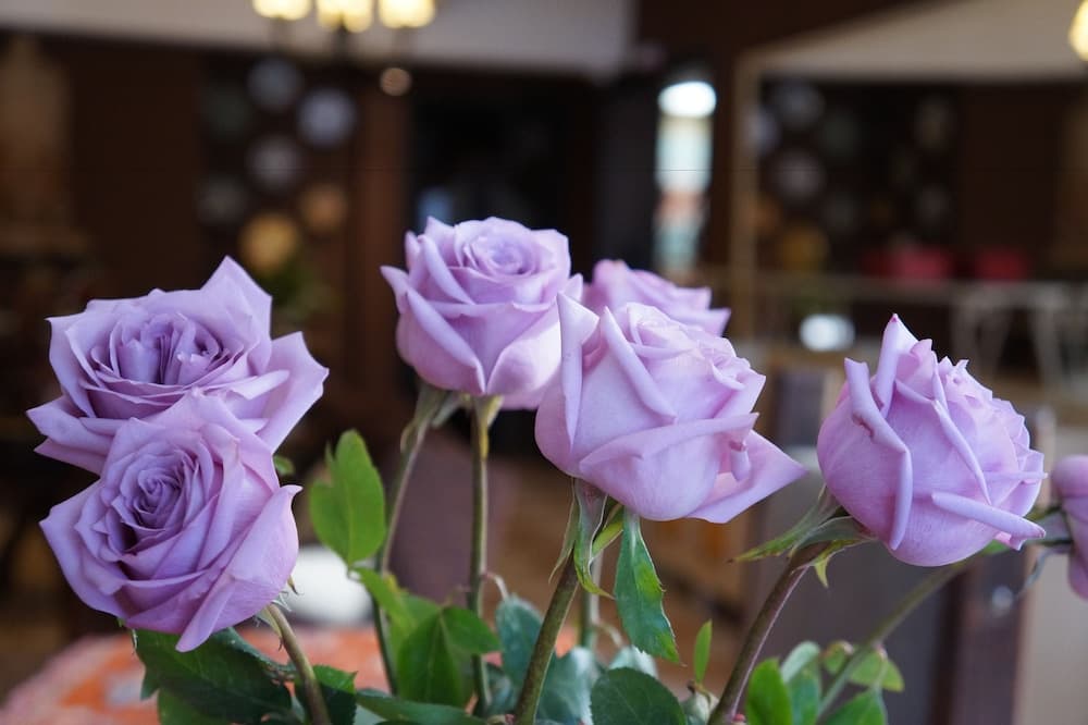 Don Ramon Hotel & Spa 5