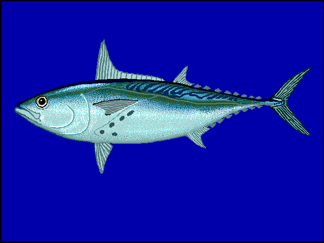 Bonito