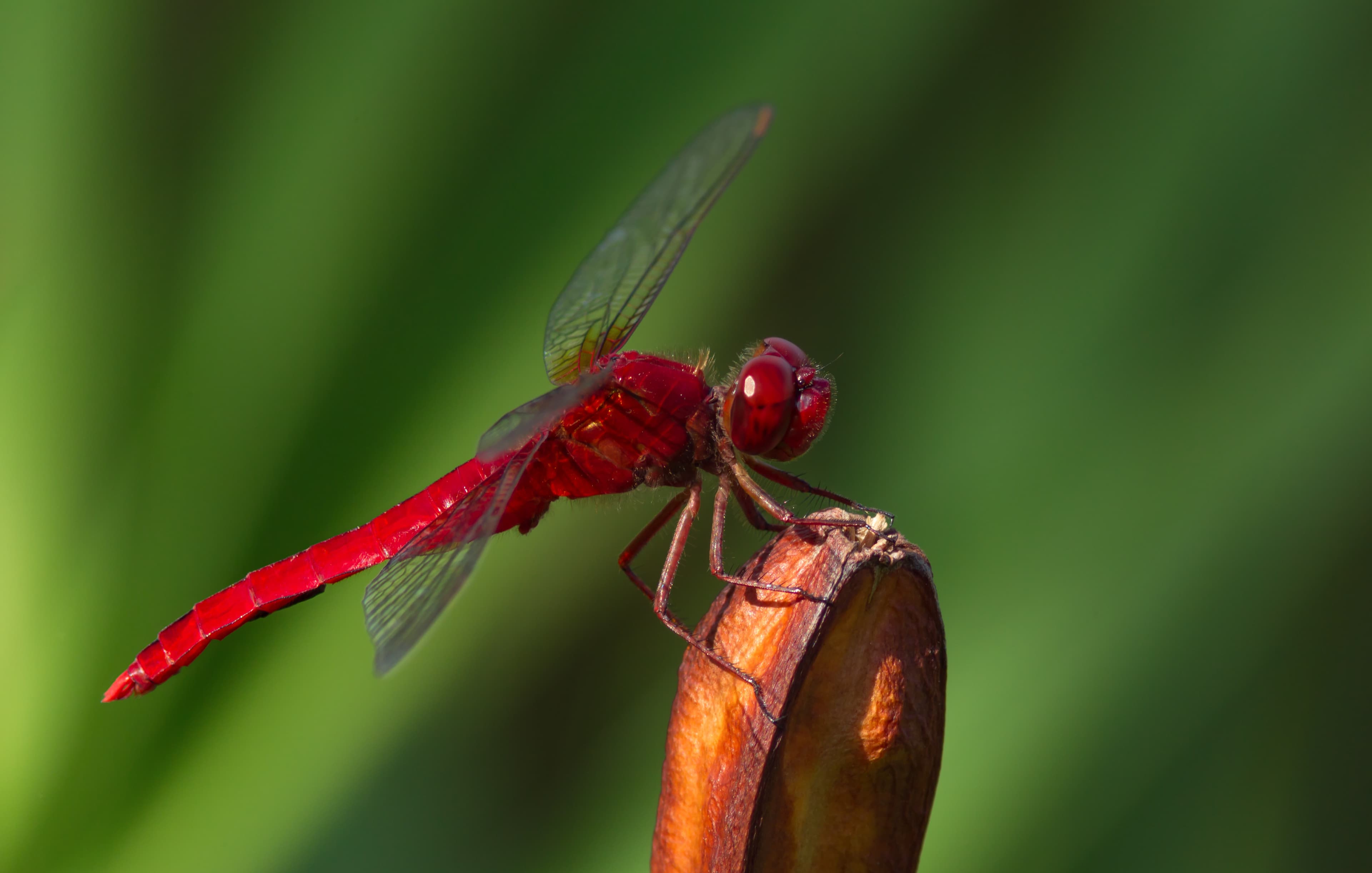 Osaka