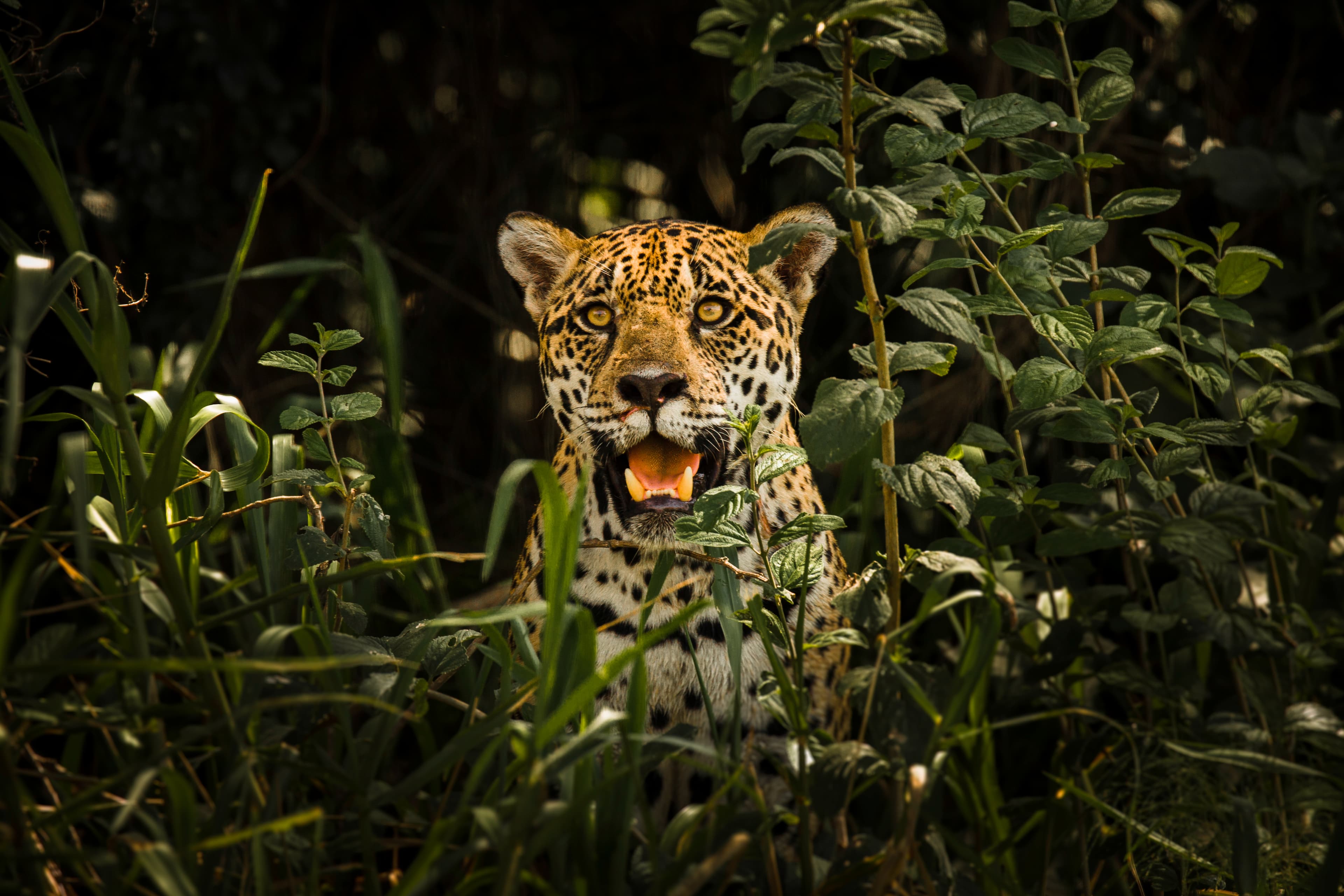 Pantanal