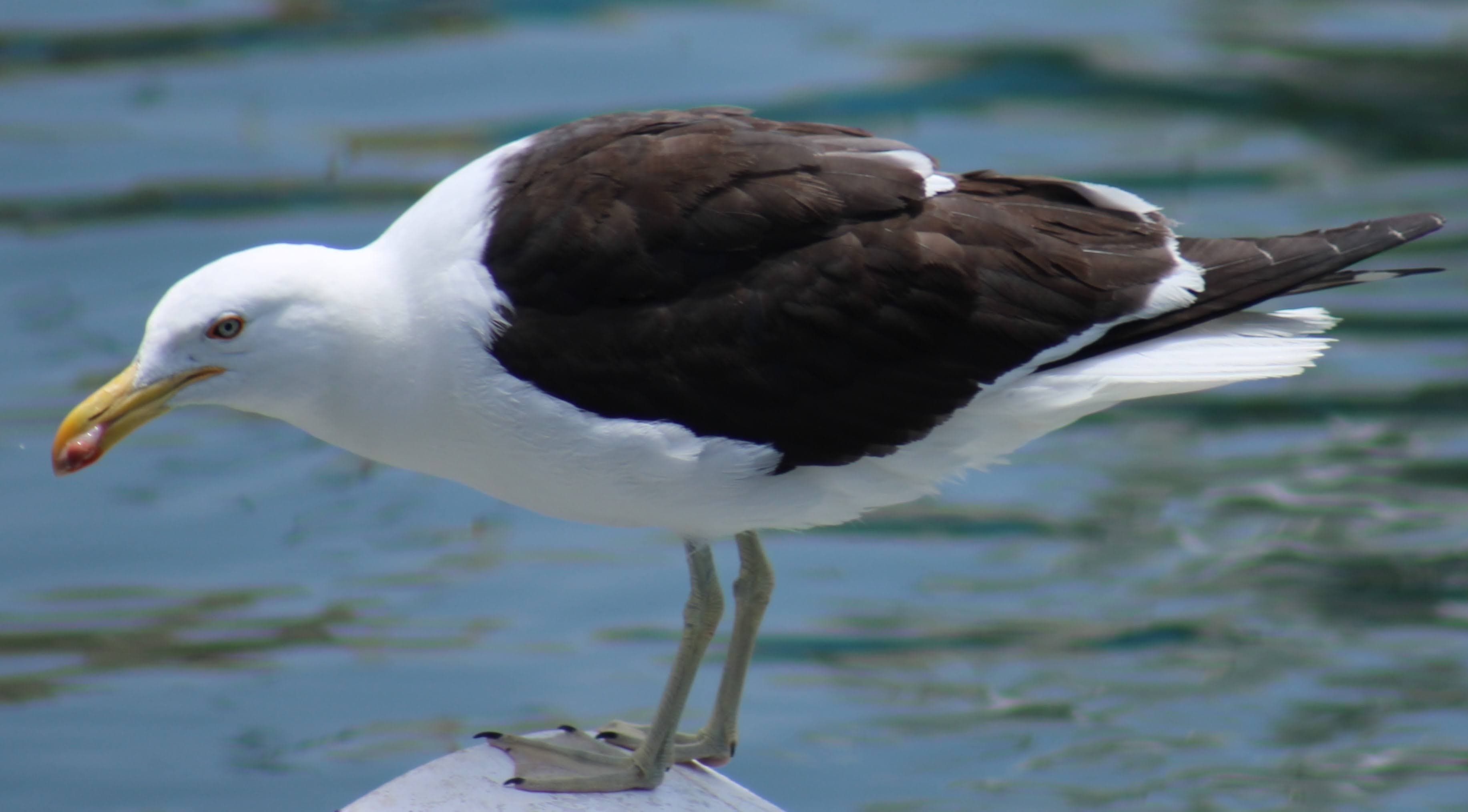 Punta del Este